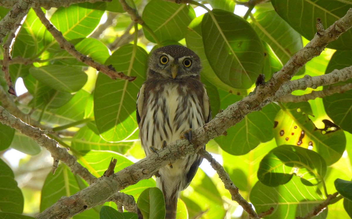 Ferruginous Pygmy-Owl - ML612048782