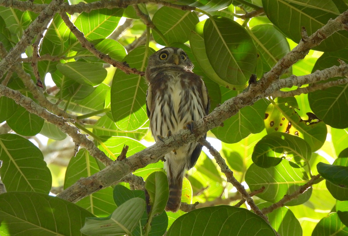 Ferruginous Pygmy-Owl - ML612048783