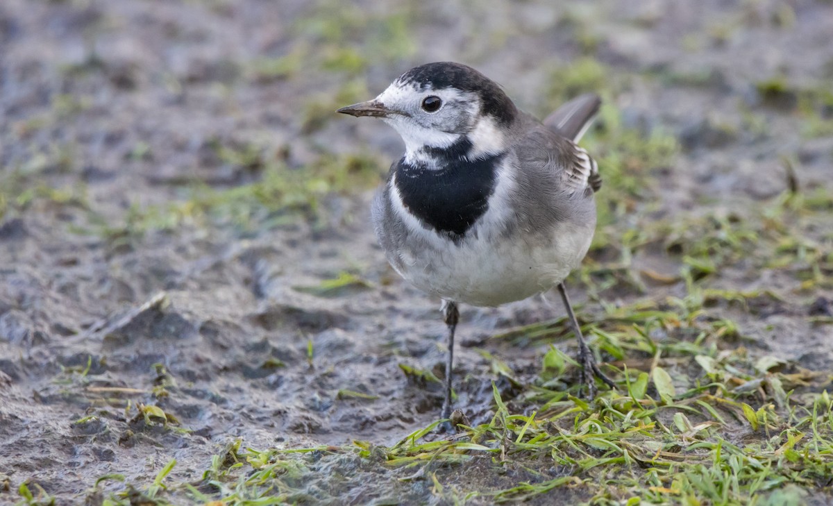 White Wagtail (British) - ML612048828