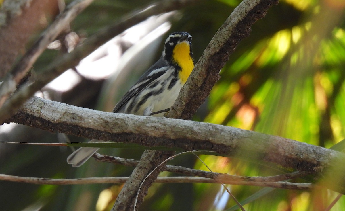 Yellow-throated Warbler - ML612048843