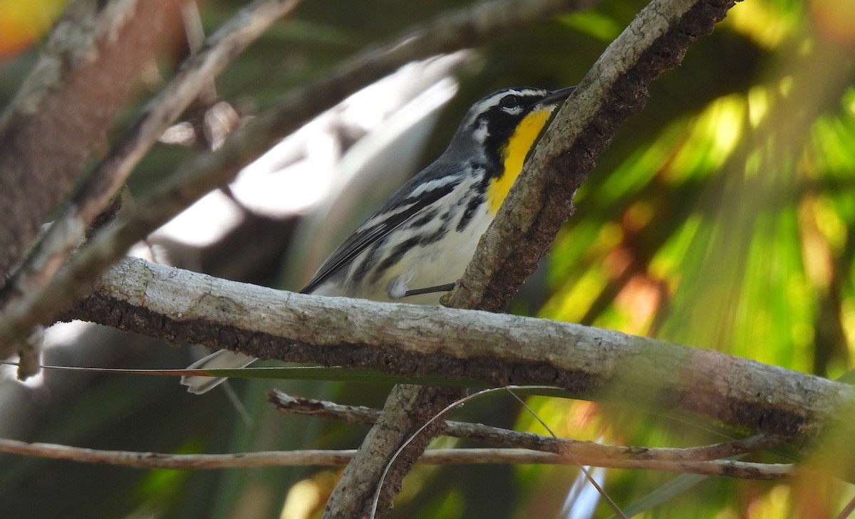 Yellow-throated Warbler - Dianne Croteau- Richard Brault