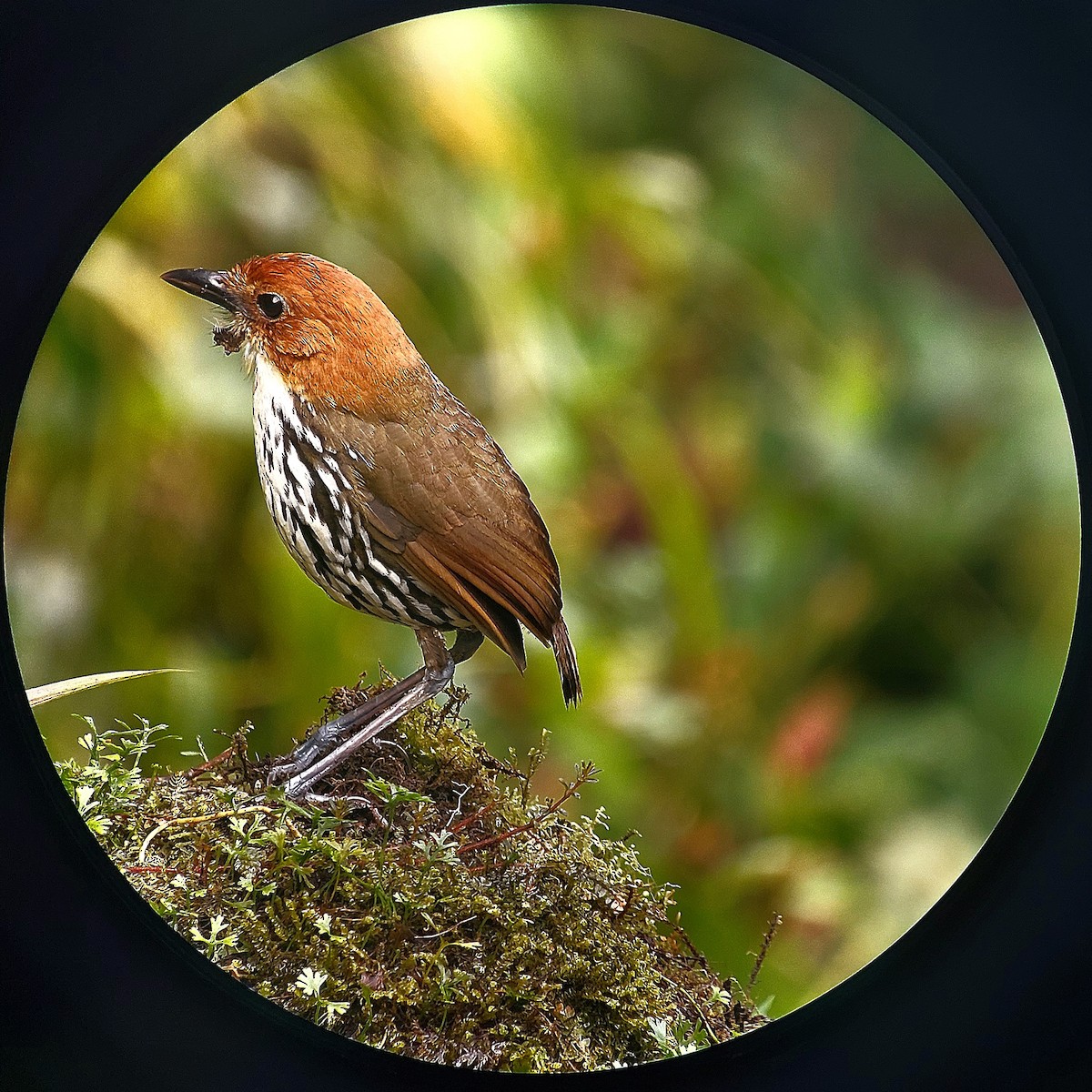 クリガシラジアリドリ - ML612049078