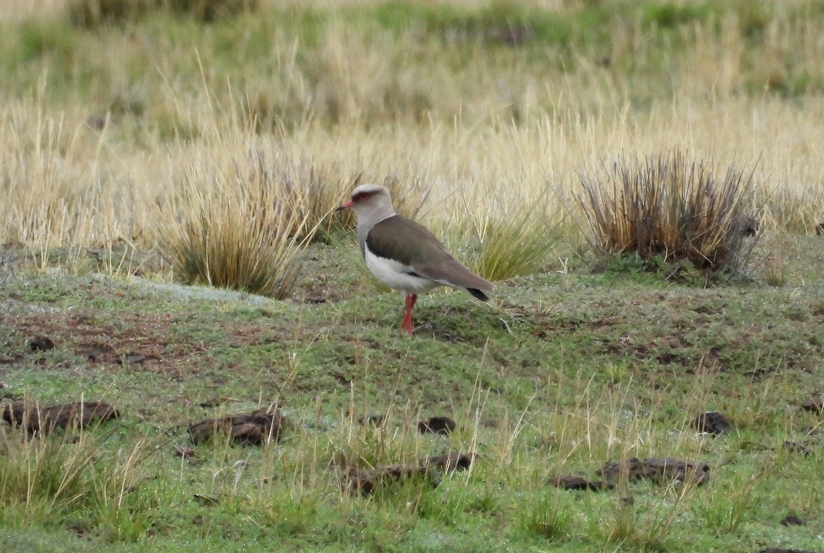 Andean Lapwing - Fernando Angulo - CORBIDI