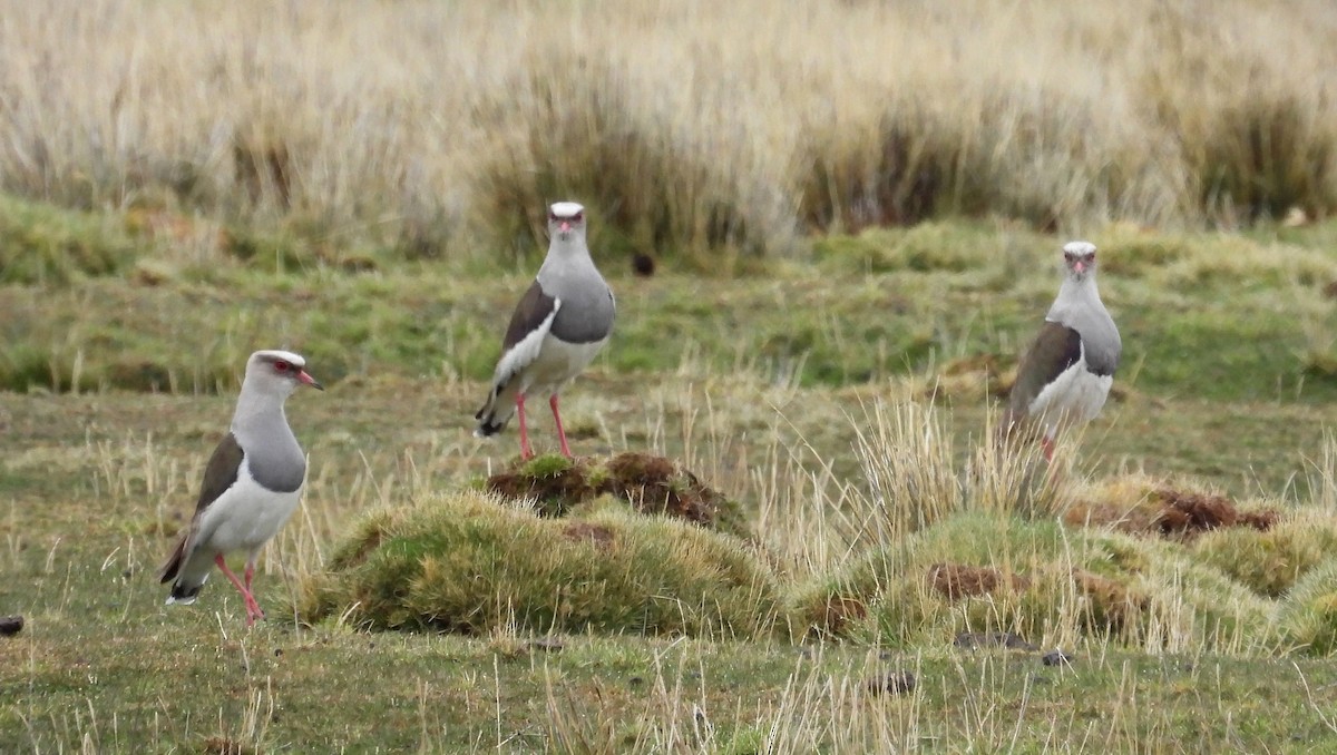 Andean Lapwing - Fernando Angulo - CORBIDI