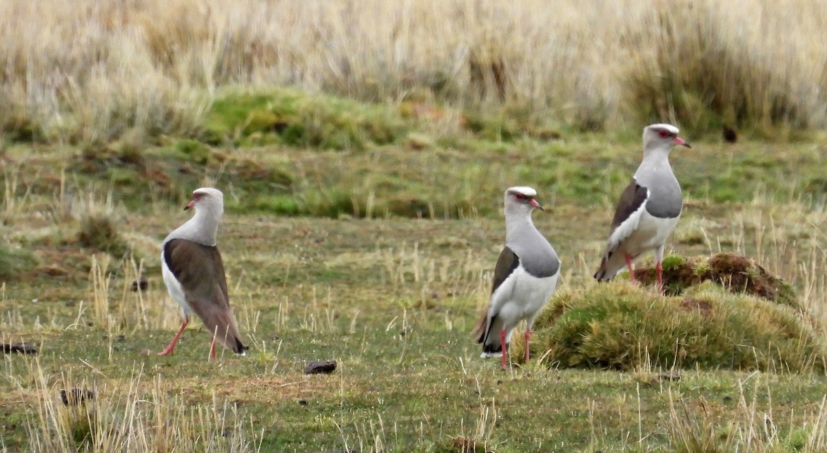 Andean Lapwing - Fernando Angulo - CORBIDI