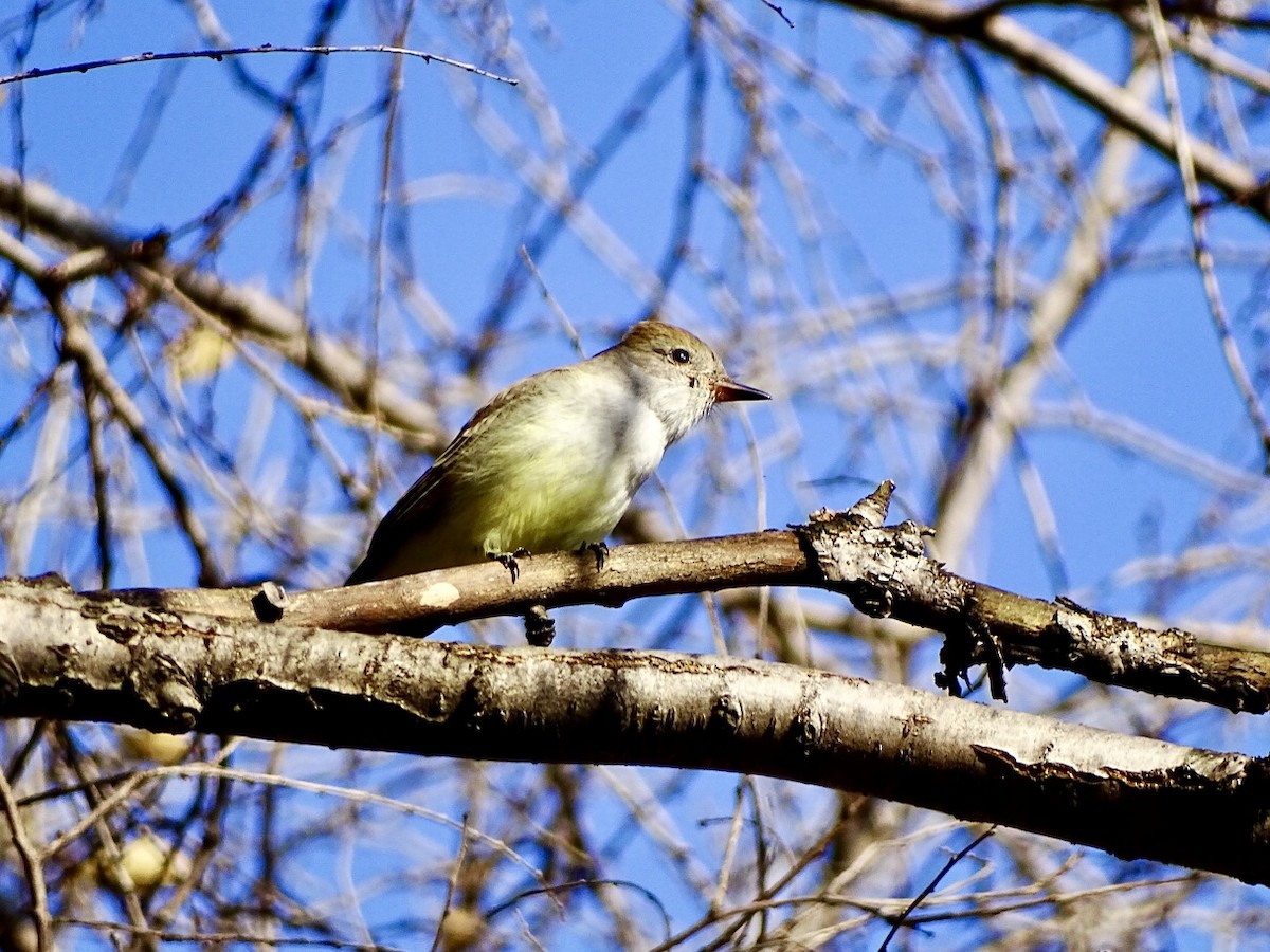 Ash-throated Flycatcher - ML612049177