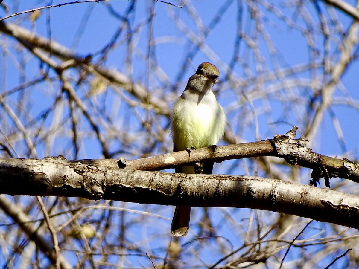 Ash-throated Flycatcher - ML612049178