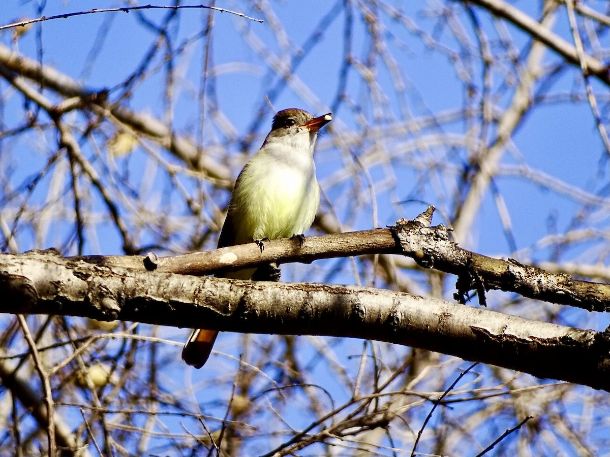 Ash-throated Flycatcher - ML612049238