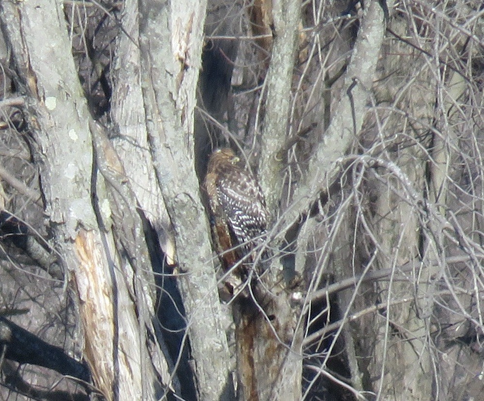 Red-shouldered Hawk - Jon Peacock