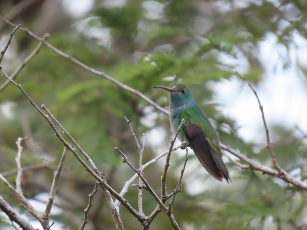 Honduran Emerald - ML612049277