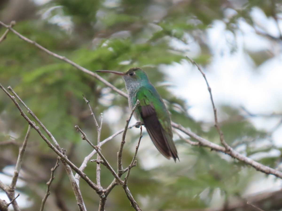 Honduran Emerald - ML612049278