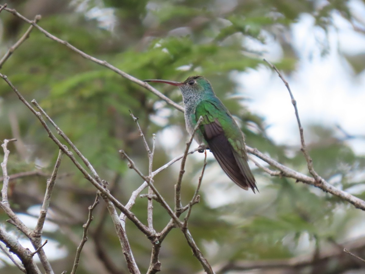 Honduran Emerald - ML612049279