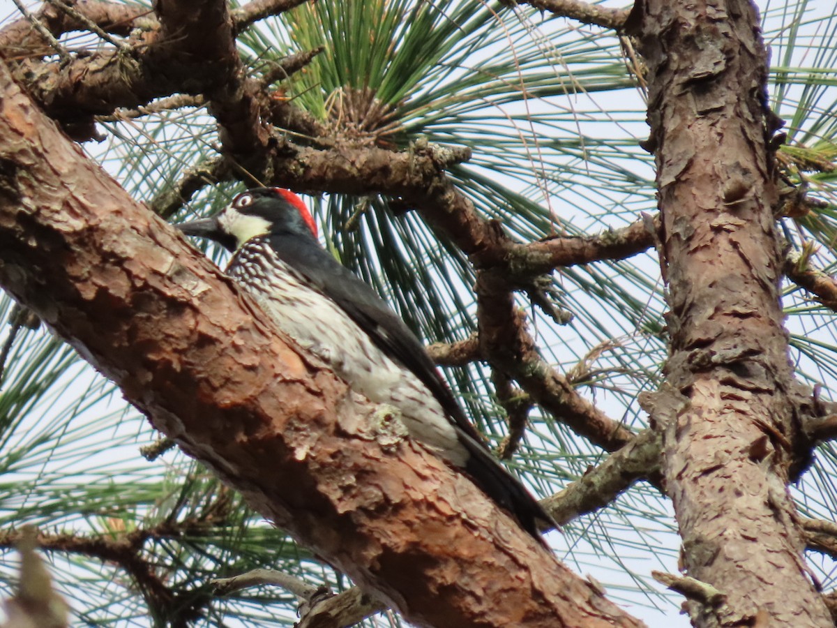 Acorn Woodpecker - ML612049290