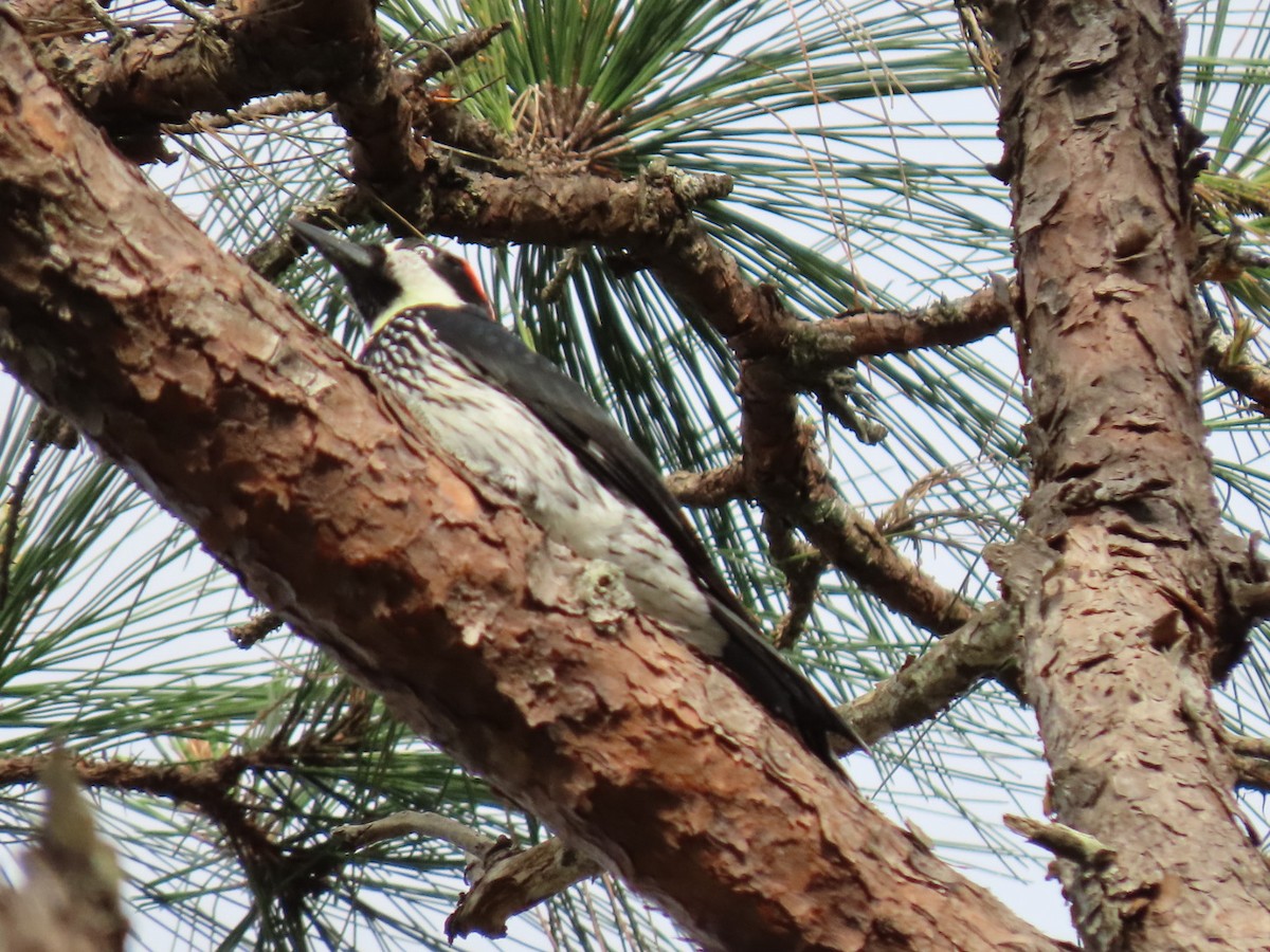 Acorn Woodpecker - ML612049291