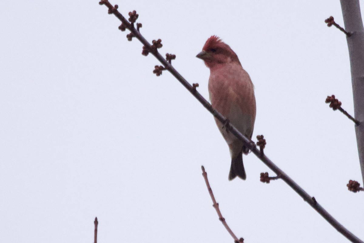 Roselin pourpré - ML612049320