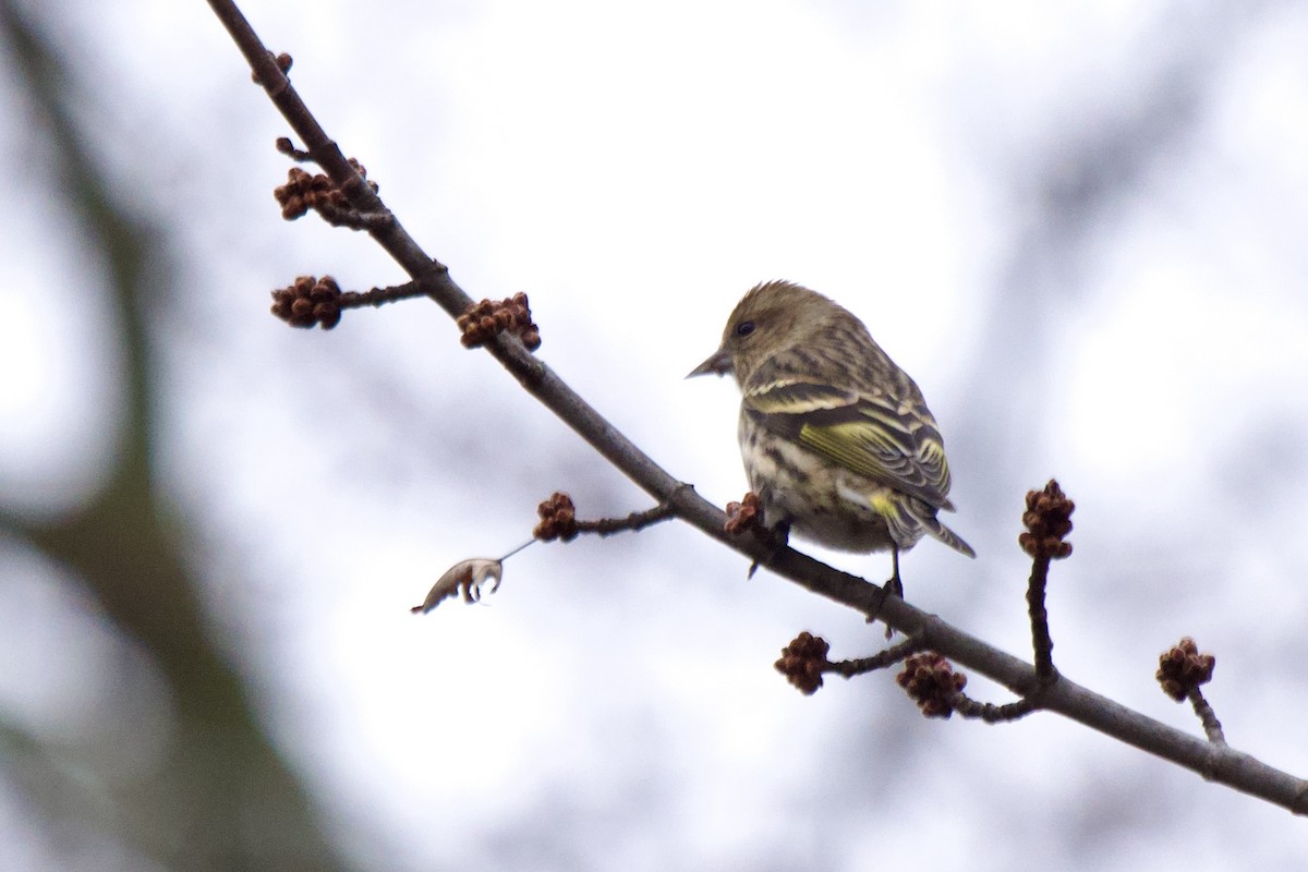 Tarin des pins - ML612049339