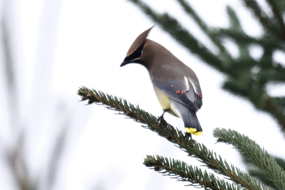 Jaseur d'Amérique - ML612049362