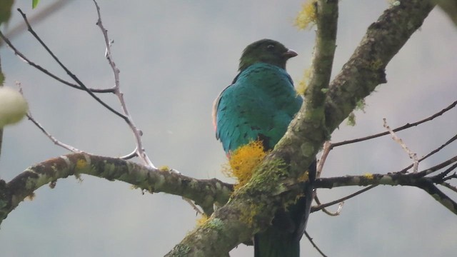 Golden-headed Quetzal - ML612049404