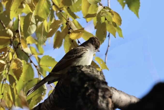 Ash-throated Flycatcher - Amanda Bielskas