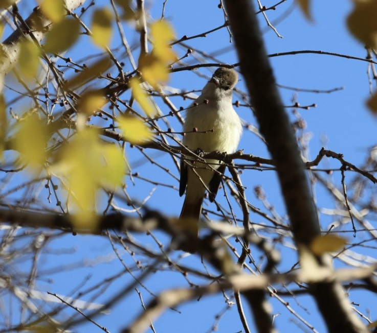 Ash-throated Flycatcher - ML612049584