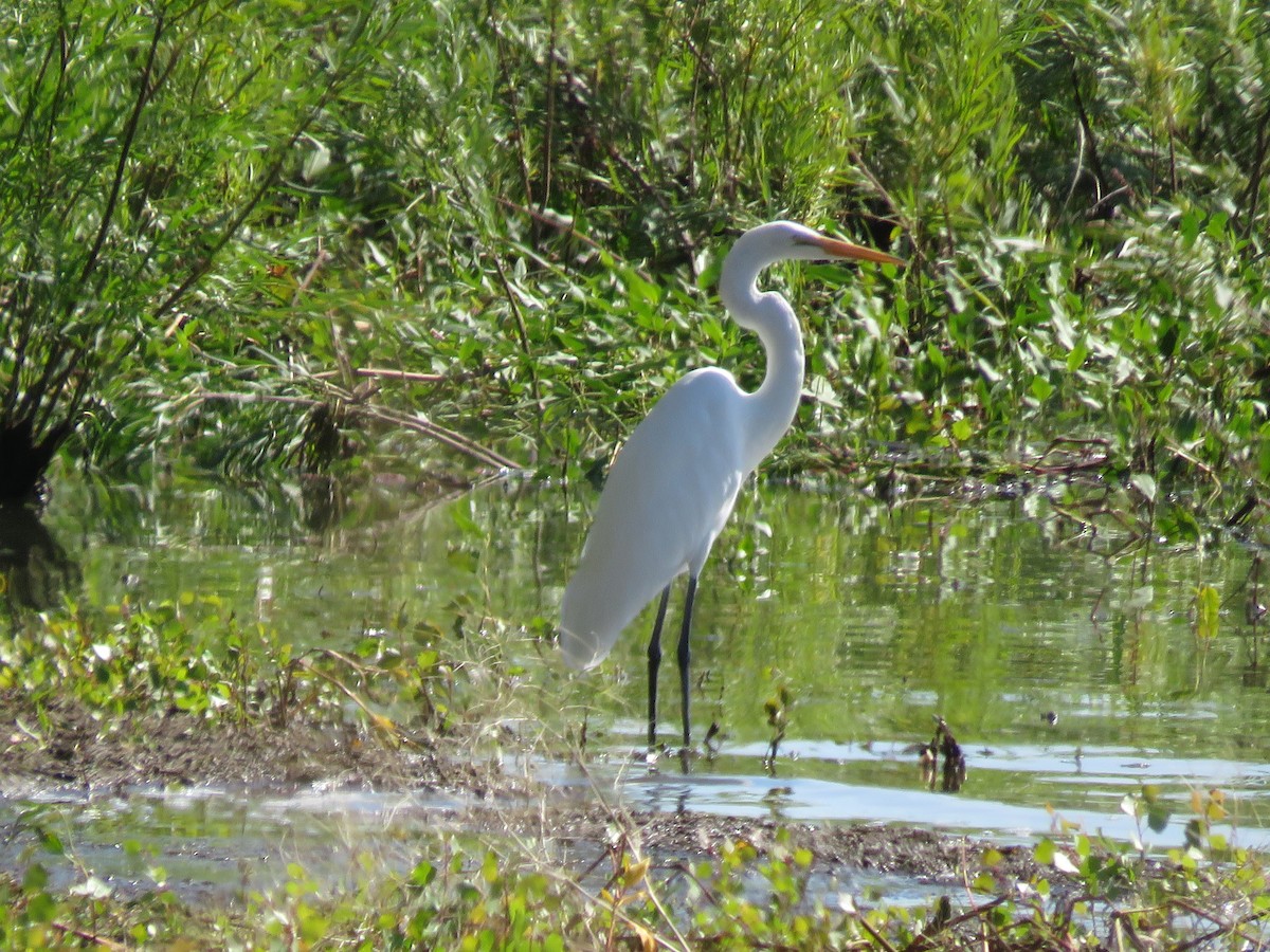 Great Egret - ML612049607