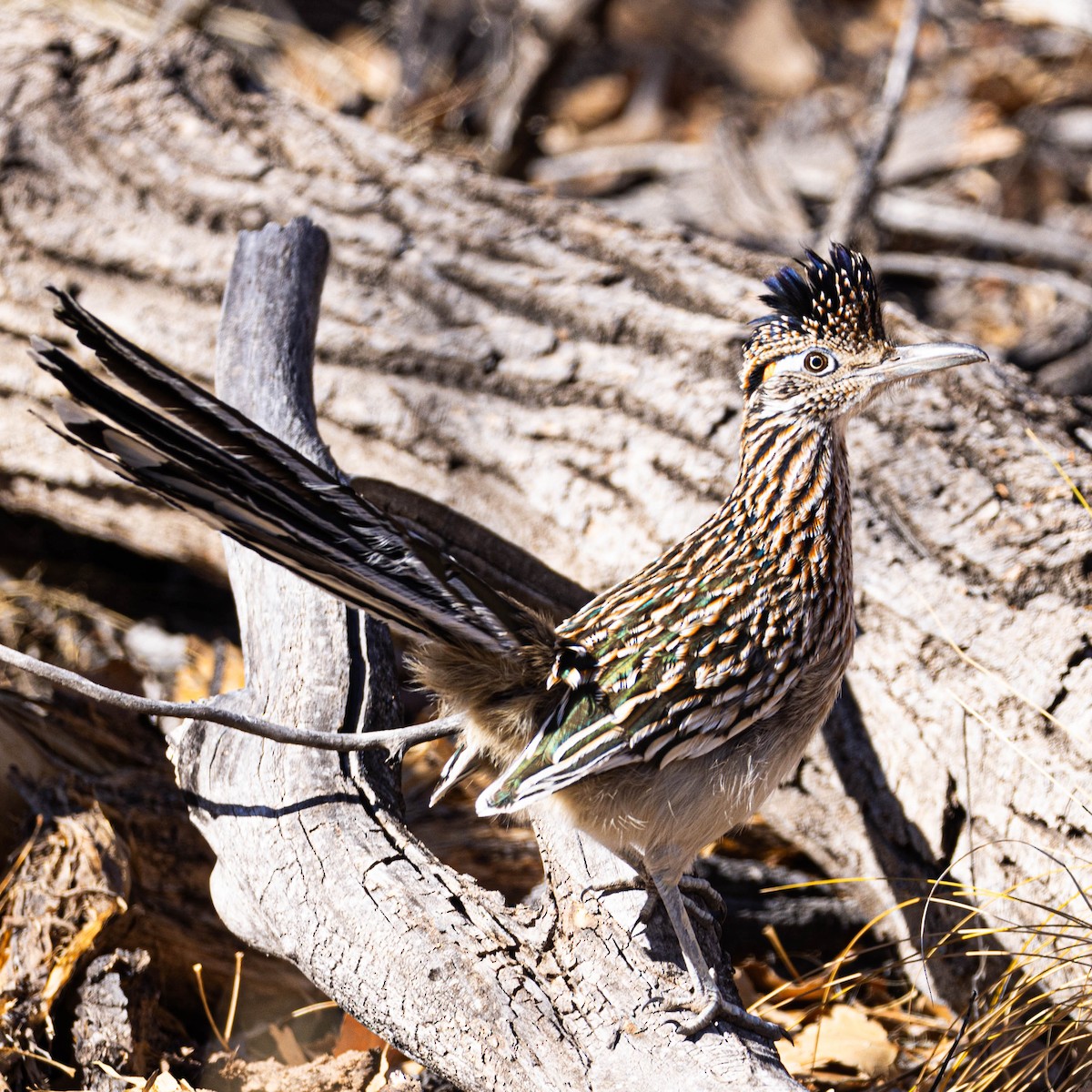 Greater Roadrunner - ML612049617