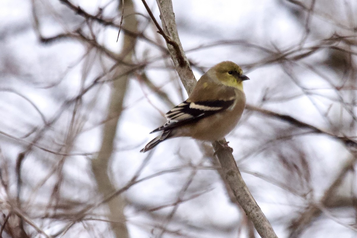 Chardonneret jaune - ML612049673