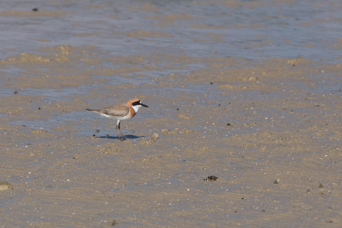 Greater Sand-Plover - Brian Healy