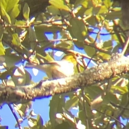 Black-throated Green Warbler - ML612049824
