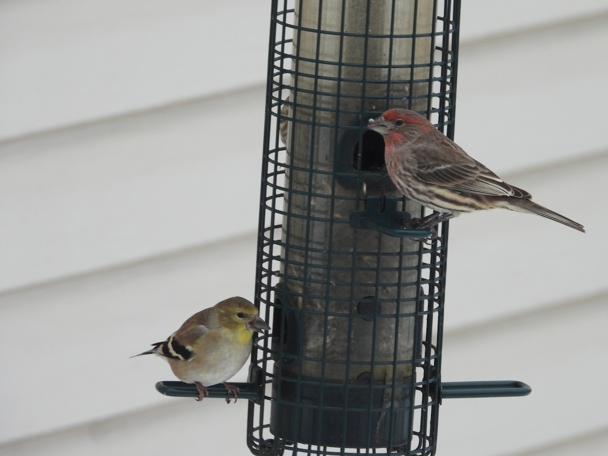 House Finch - ML612049838