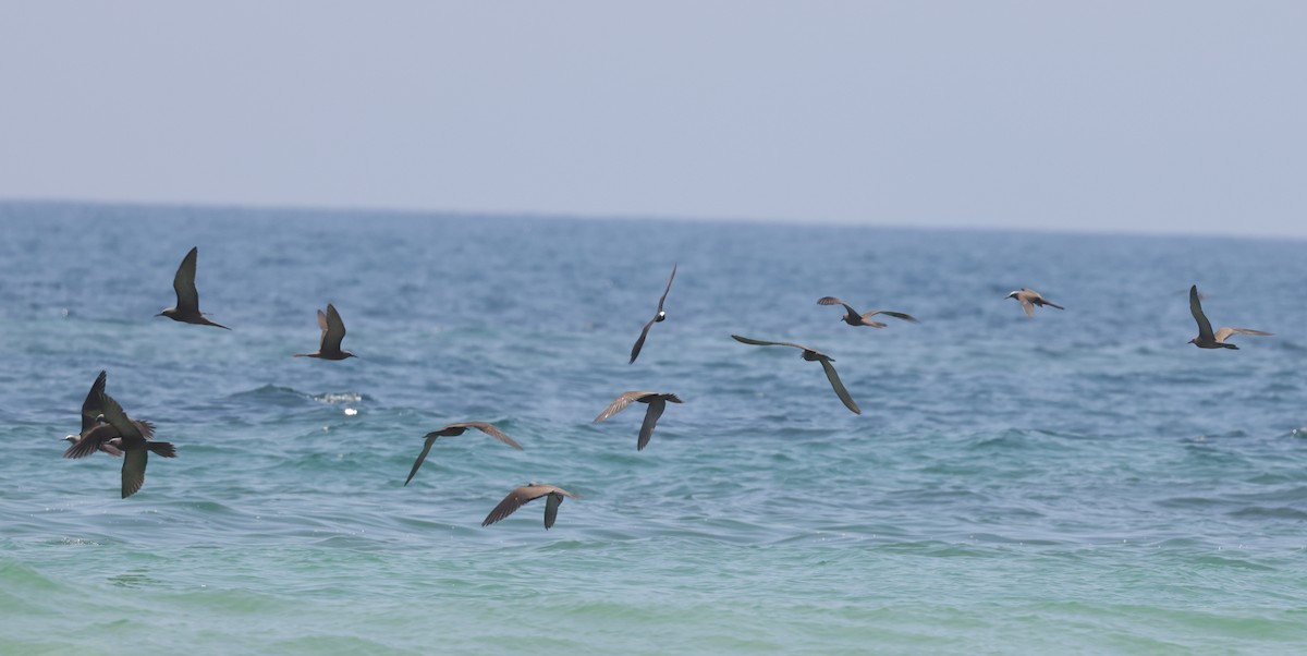 Brown Noddy - ML612049911