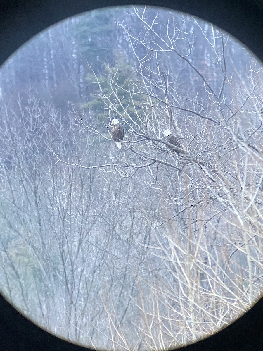 Bald Eagle - ML612050028