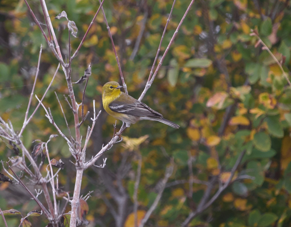 Pine Warbler - ML612050039