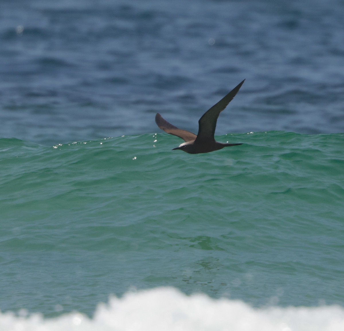 Brown Noddy - ML612050044