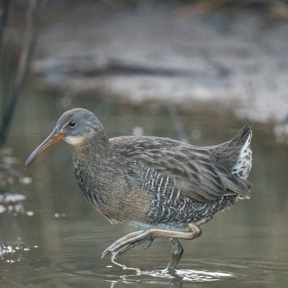 Clapper Rail - ML612050057