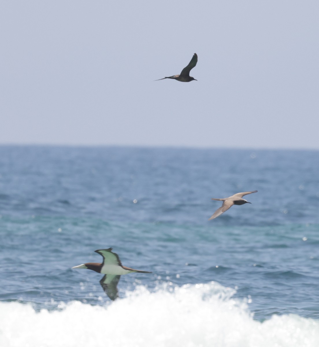 Brown Booby - ML612050058