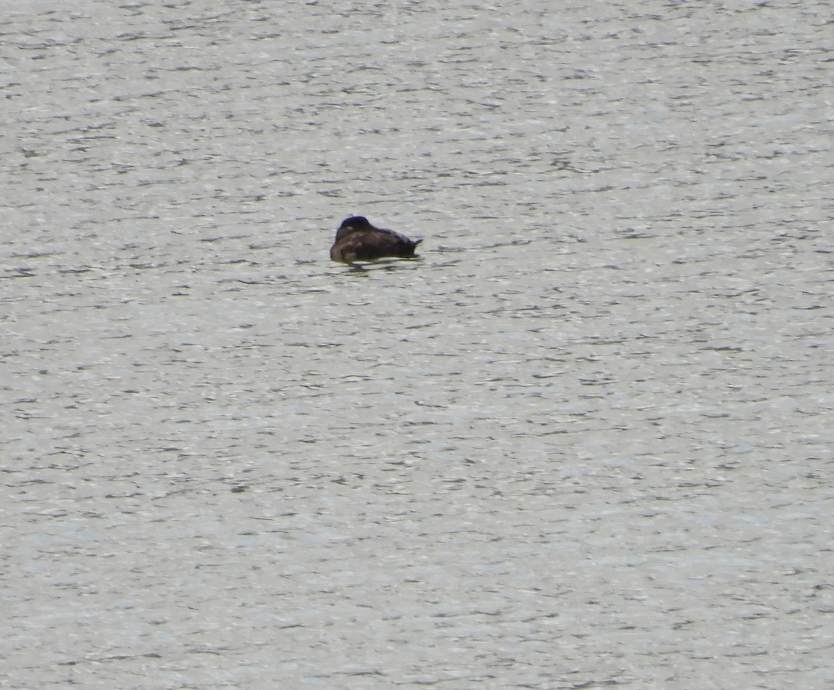 Surf Scoter - ML612050111
