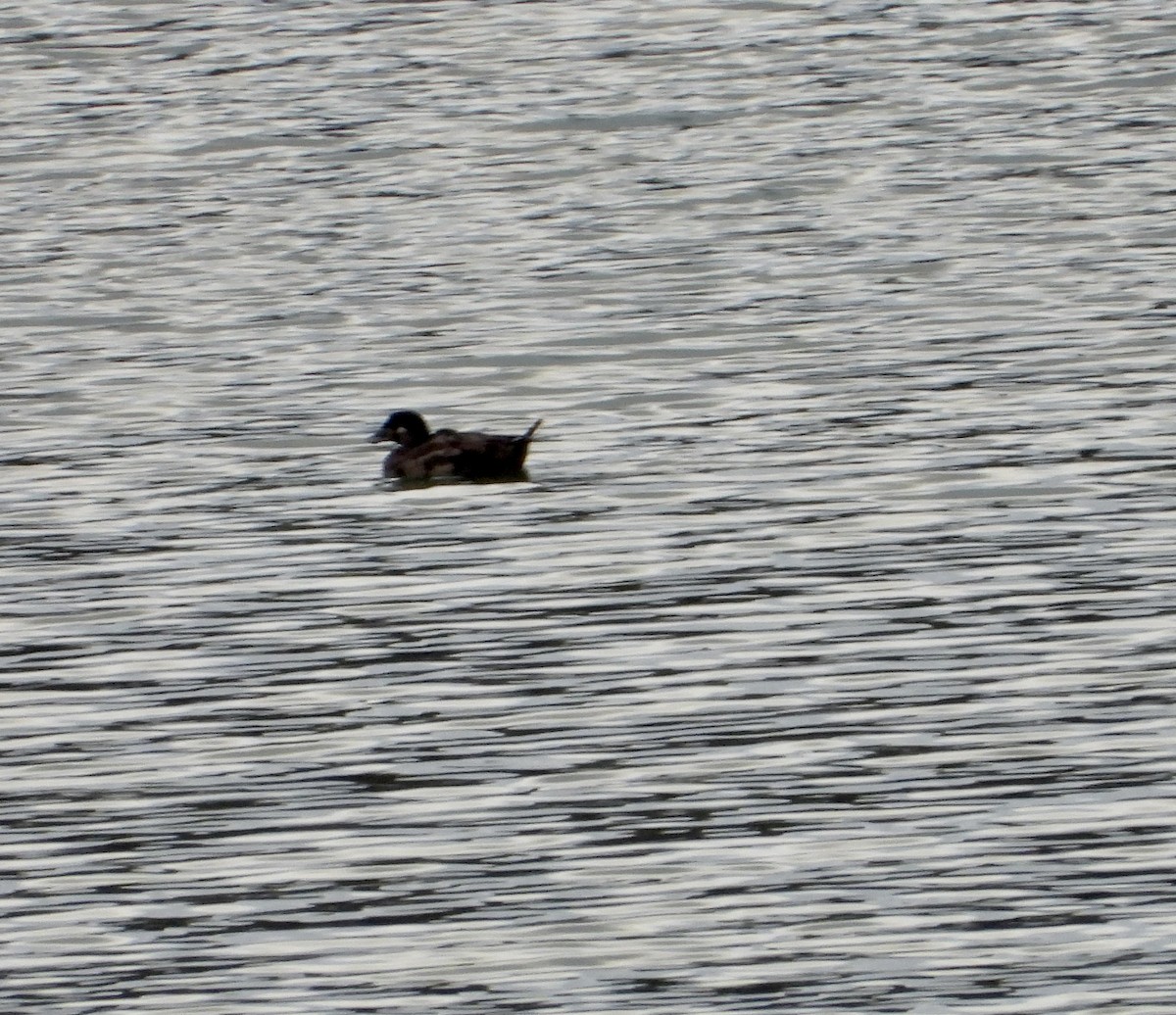 Surf Scoter - ML612050112