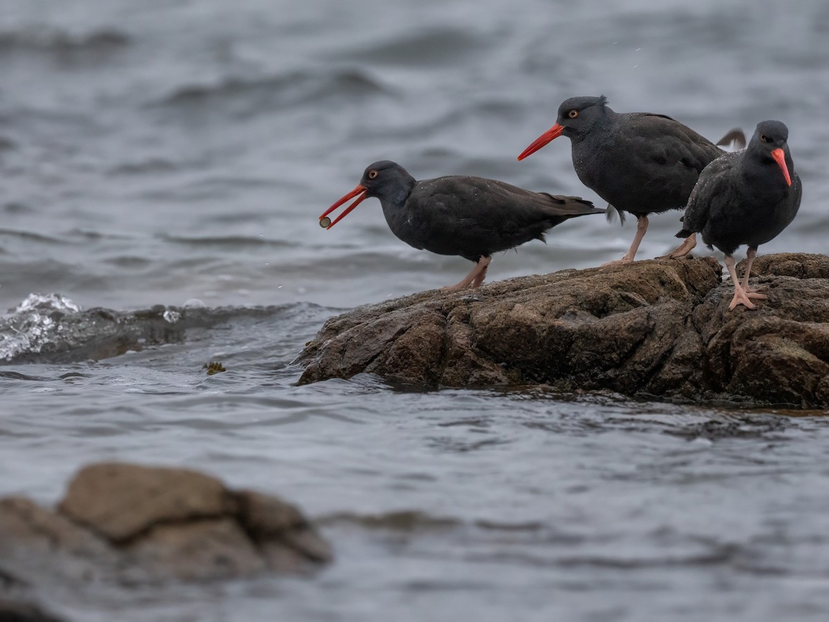 Black Oystercatcher - ML612050138