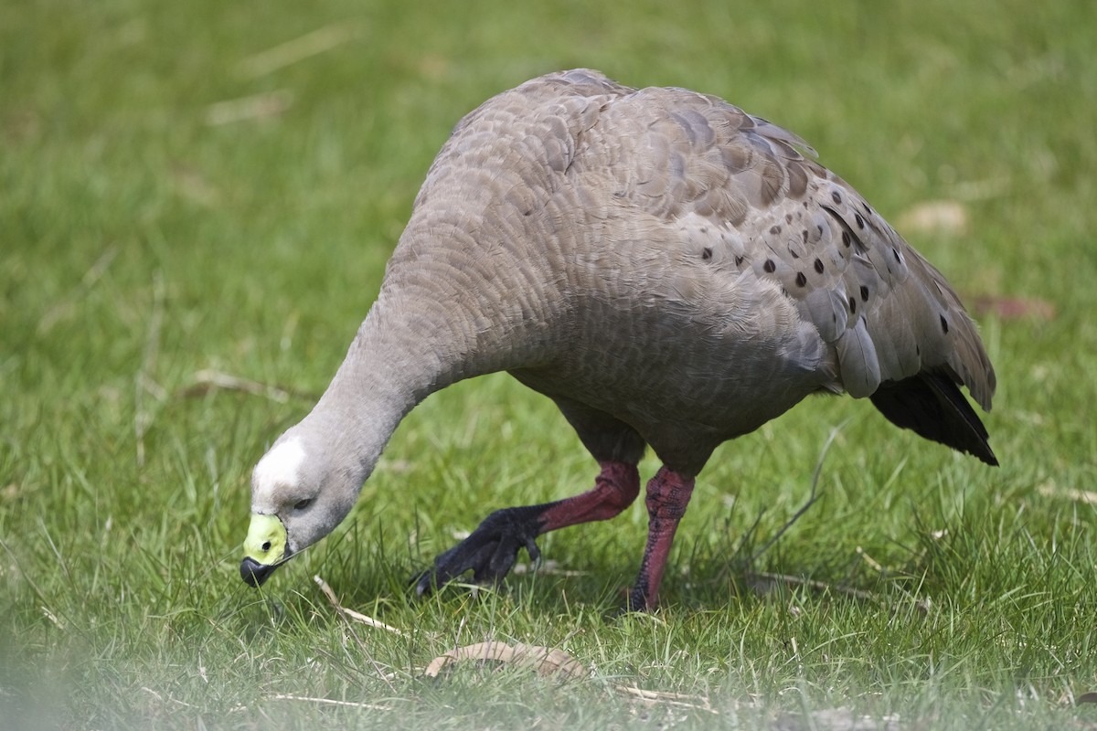 Cape Barren Goose - Gerald Friesen