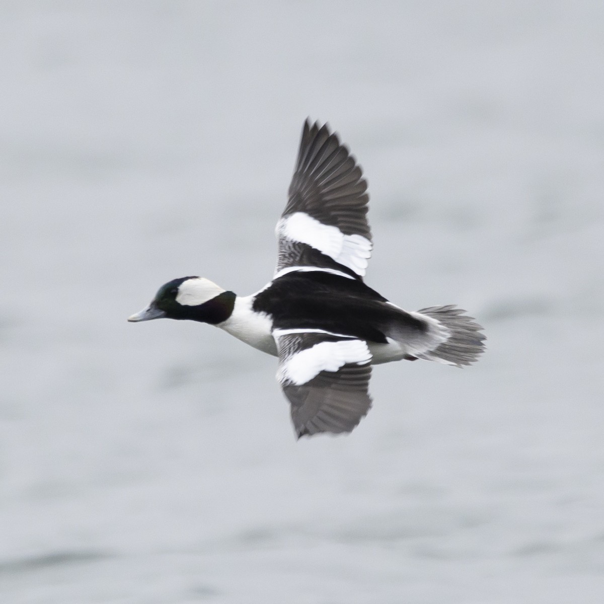 Bufflehead - Jim Tolbert