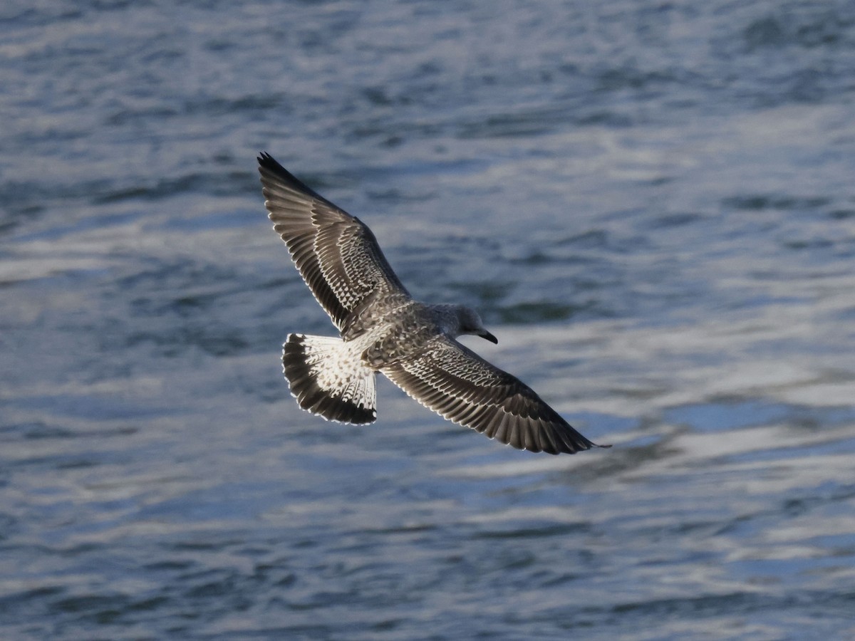 Lesser Black-backed Gull - Scott Ray