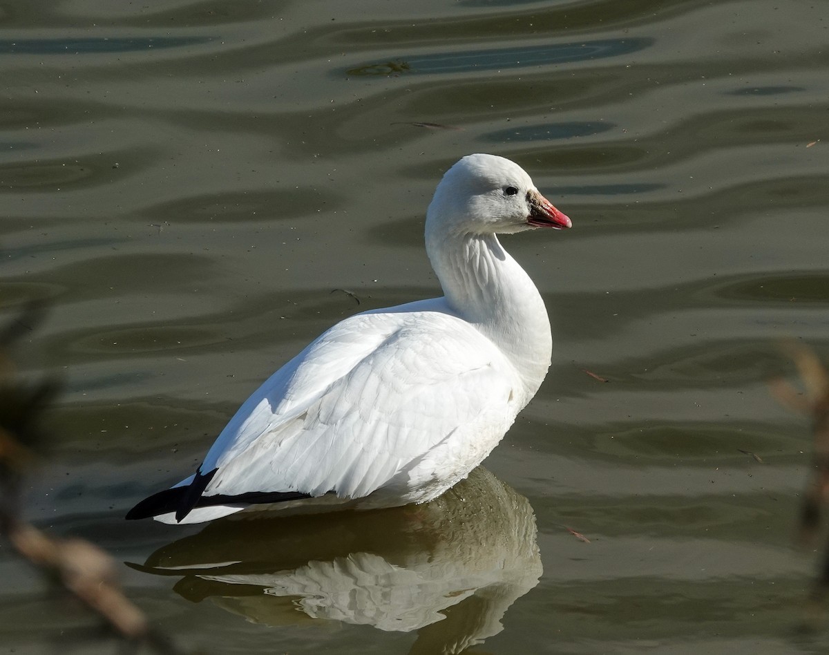 Ross's Goose - ML612050453