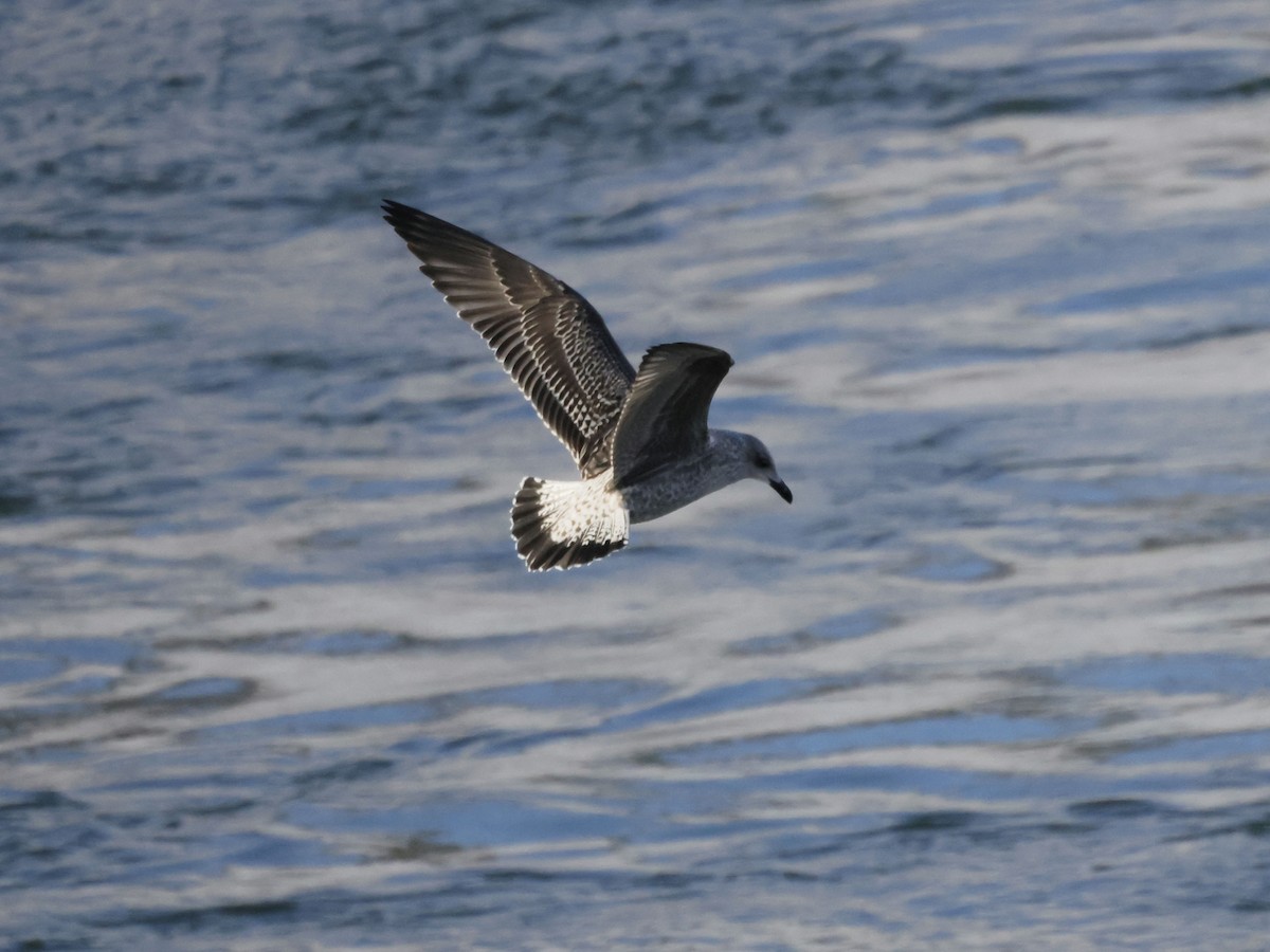 Lesser Black-backed Gull - Scott Ray