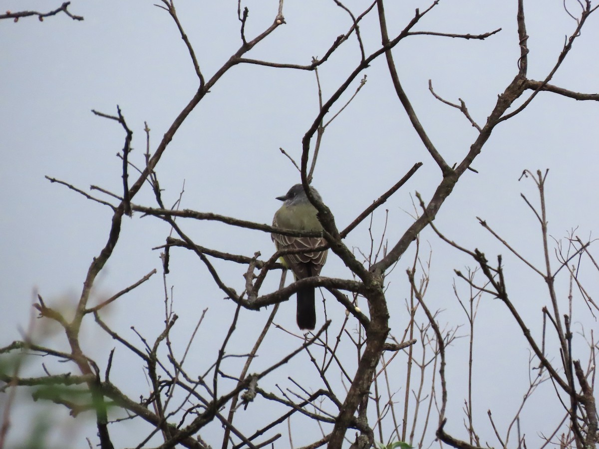 Cassin's Kingbird - ML612050465