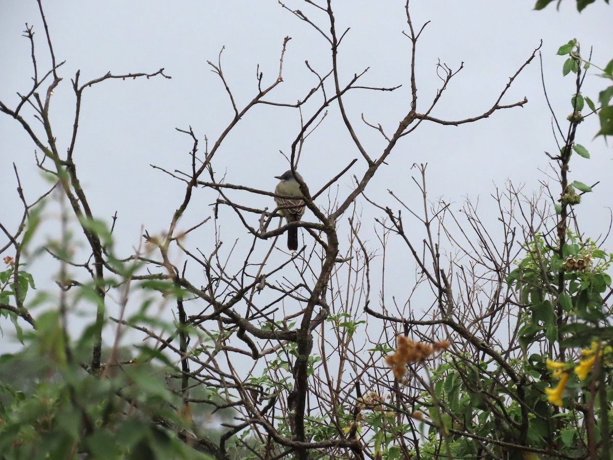 Cassin's Kingbird - ML612050470