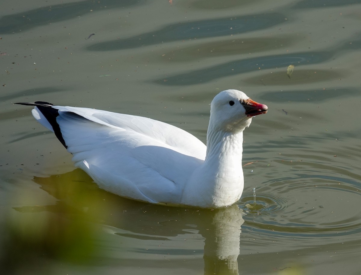 Ross's Goose - ML612050483