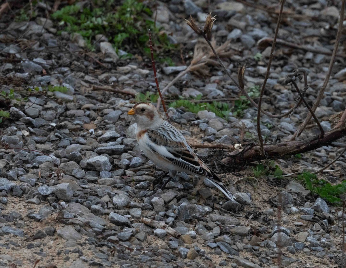 Snow Bunting - ML612050497