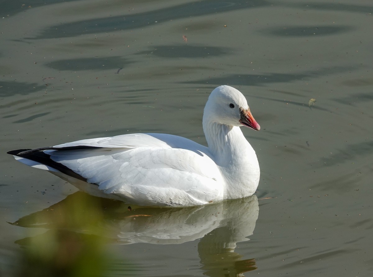 Ross's Goose - ML612050515