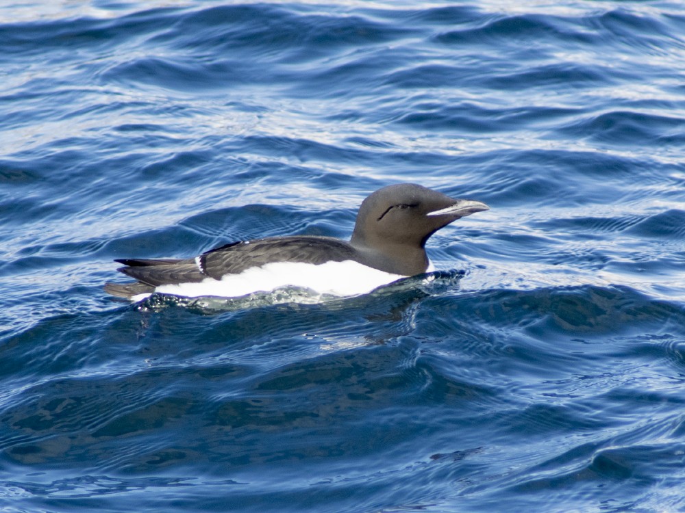 Guillemot de Brünnich - ML612050581